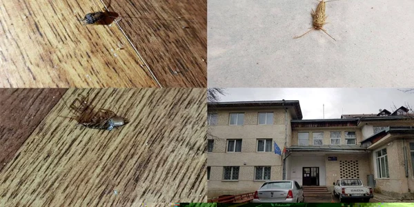 internatul scolar de la colegiul tehnic samuil isopescu 