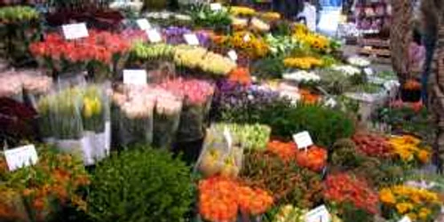 Florile riscă să se ofilească așteptând rezultatul analizelor