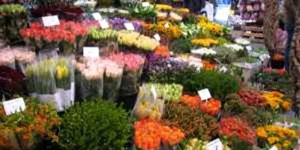 Florile riscă să se ofilească așteptând rezultatul analizelor
