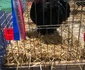 Cocoșul campion de la Margina FOTO arhivă personală