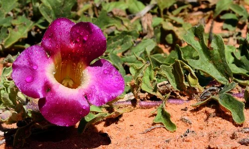 1 gheara davolului jpg jpeg