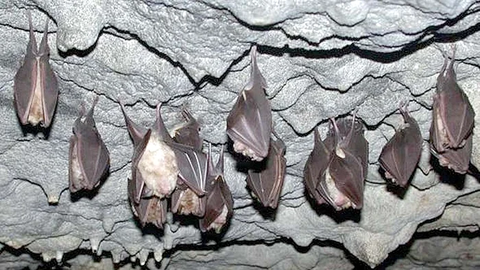  Câţiva lilieci trăiesc în grota de  lângă Şoimuş, descoperită în 2014