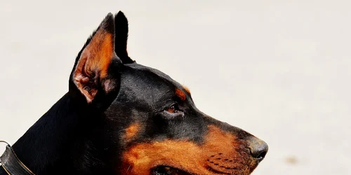 doberman 1334497 1280 jpg