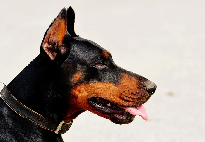 Câine din rasa Doberman