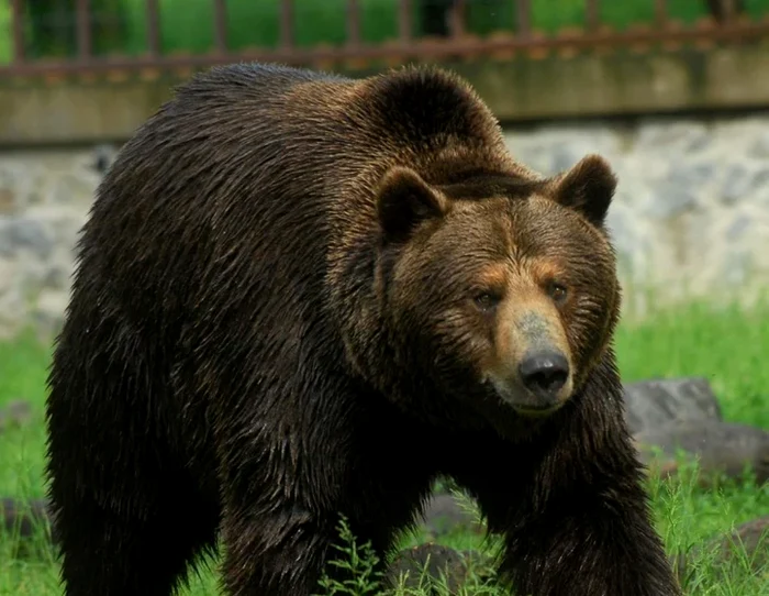 Ursul brun FOTO carpatzoo.ro