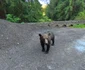 Urs pe Transfăgărășan  Foto Daniel Guță ADEVĂRUL  (1) jpg