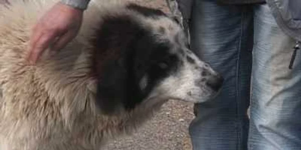 Proprietarul fermei se teme şi pentru celelalte animale ale sale