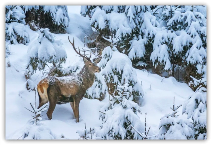 Cerb iarna în pădure FOTO: Arhivă, Romsilva