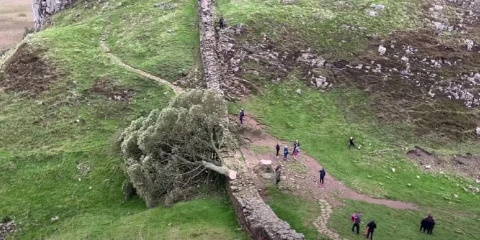 Celebrul arbore Sycamore Gap a fost „doborât intenționat”  FOTO: Captură video / YouTube