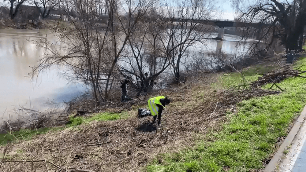 Război cu castorii pe malul Mureșului. Primarul Aradului: „Prea multe animale au drepturi în detrimentul oamenilor“ VIDEO