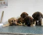 Căţeluşi salvaţi de iubitorii de animale Foto FB Asociatia de Protectie a Animalelor „A Doua Sansa” Ramnicu Valcea