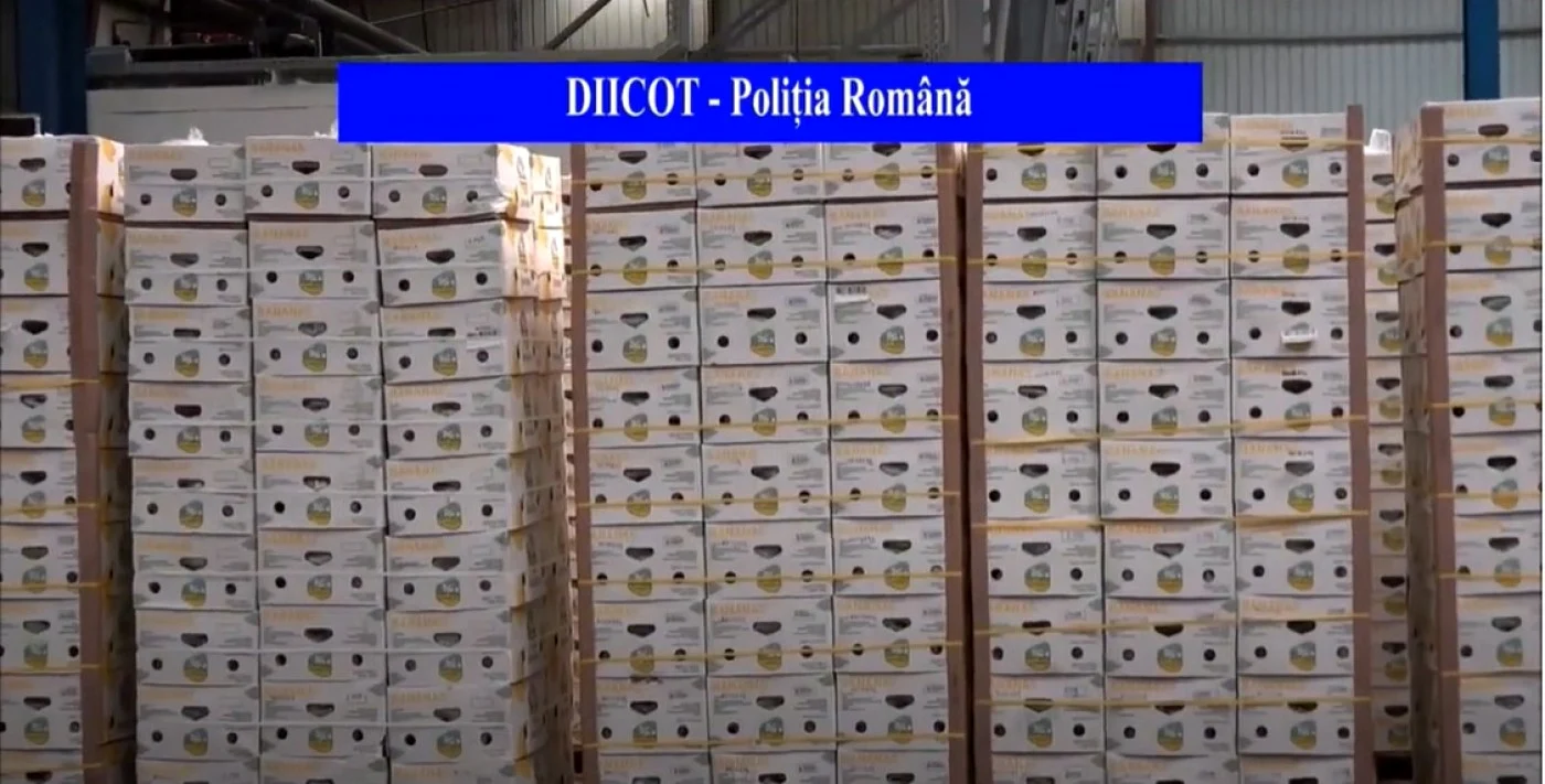 Drogurile au o puritate de 98%, fiind descoperite în 35 de cutii care ar fi trebuit să conţină banane, în realitatea acestea fiind pline cu pachete de 10 şi 15 kilograme de cocaină. Foto: EPA-EFE