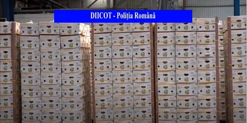 Jumatate de tona de cocaina găsită în cutii de banane. Captură Video/ Politia romana
