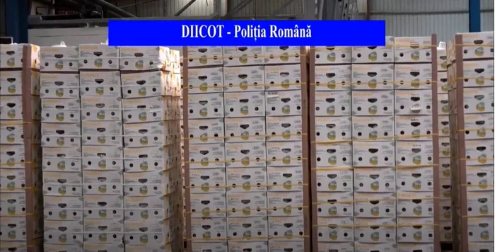 Drogurile au o puritate de 98%, fiind descoperite în 35 de cutii care ar fi trebuit să conţină banane, în realitatea acestea fiind pline cu pachete de 10 şi 15 kilograme de cocaină. Foto: EPA-EFE