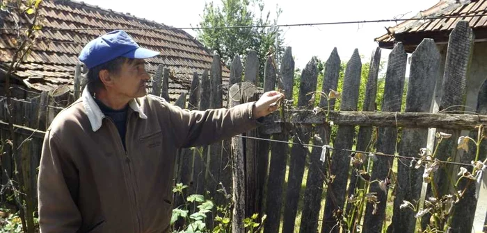 Marius Boboşea, din Şişeşti, se uită la viţa de vie distrusă FOTO Corina Macavei