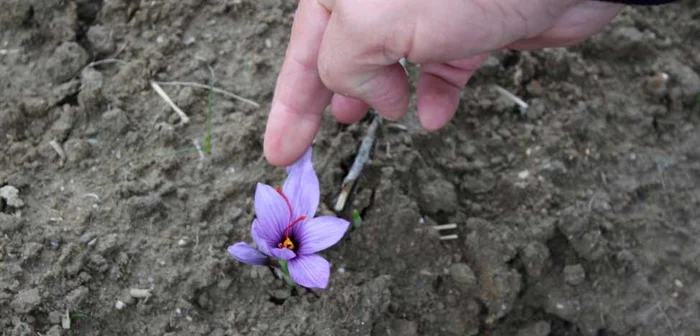 Floarea superbă cultivată la Bustuchin din care "se naşte" un condiment de lux FOTO Alin Ion