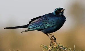 starling 8221990 1280 jpg