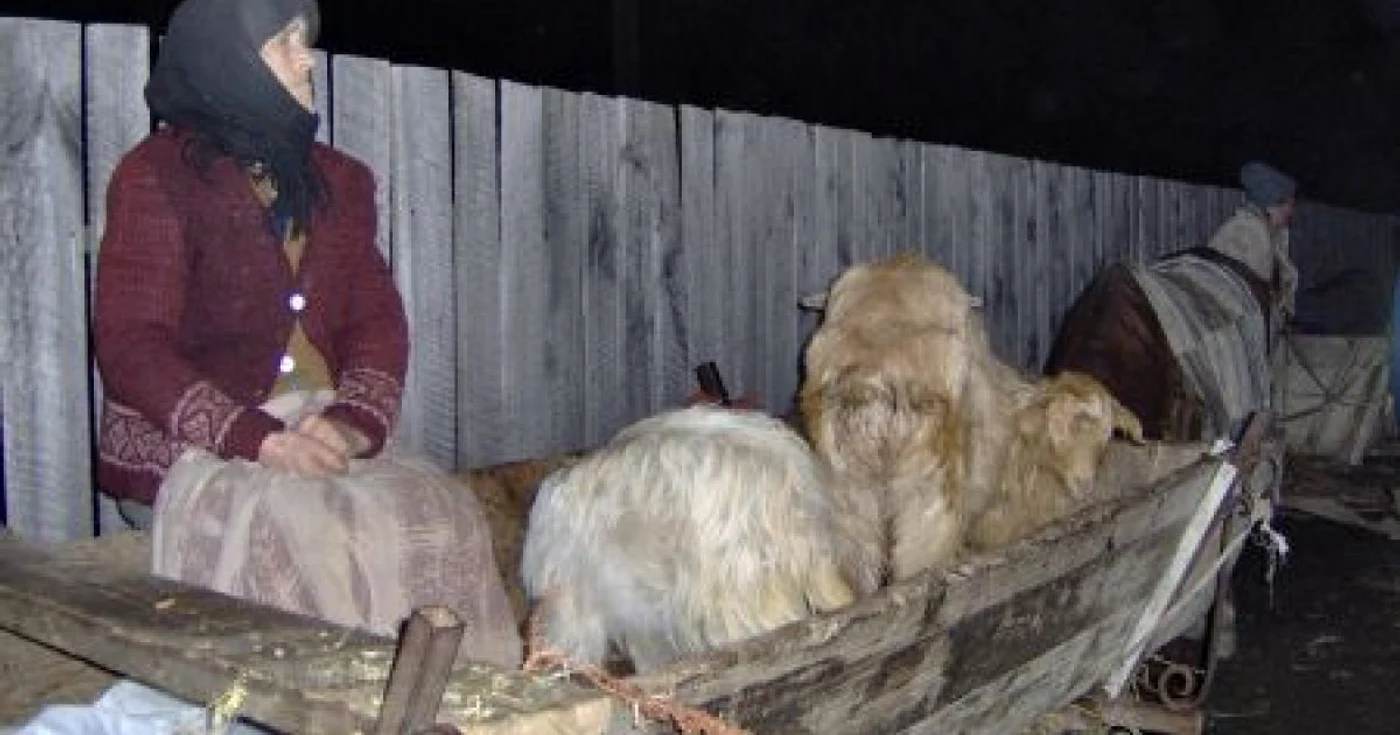 Animalele au fost restituite 