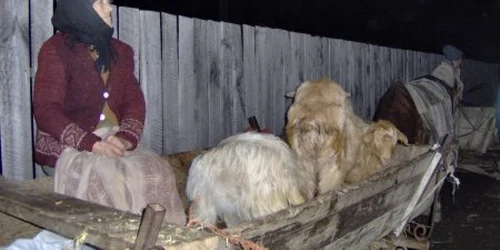 Animalele au fost restituite 