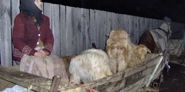 Animalele au fost restituite 
