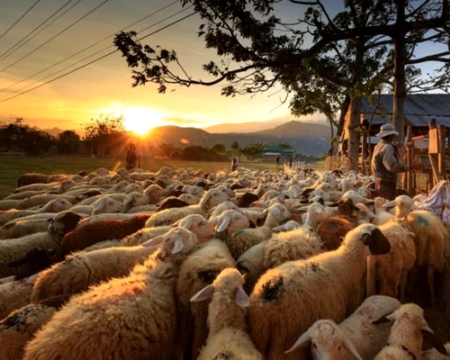 Turmă de oi Sursa Arhiva Adevărul jpg