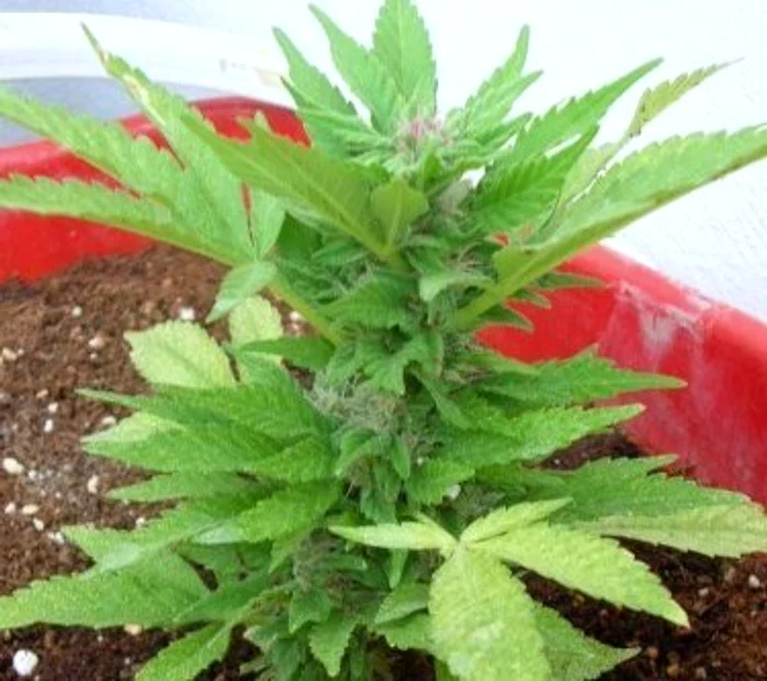 În Spania, este legal să deţii o plantă de marijuana