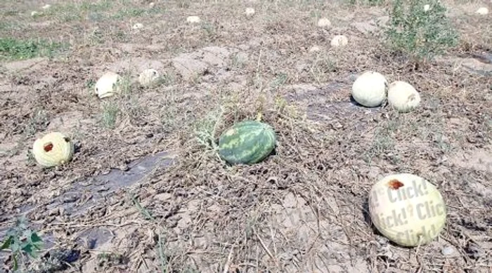 Octavian Dârviş s-a îmbrăcat ca în Deşertul Sahara (Fotografii: DORIN CONSTANDA)