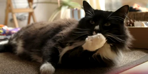 Marley, pisica în vârstă de 7 ani din Marea Britanie Foto Captură video YouTube jpg