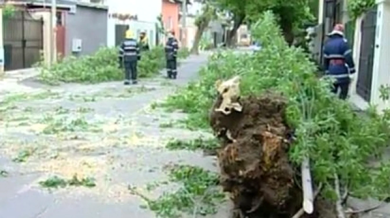 Rafalele de vânt va doborî copaci
