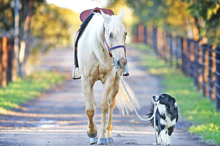 “Dii, căluţule, zboară ca vântul!” (Fotografii: Guliver/ Rexfeatures)