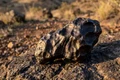piatra meteorit shutterstock jpg