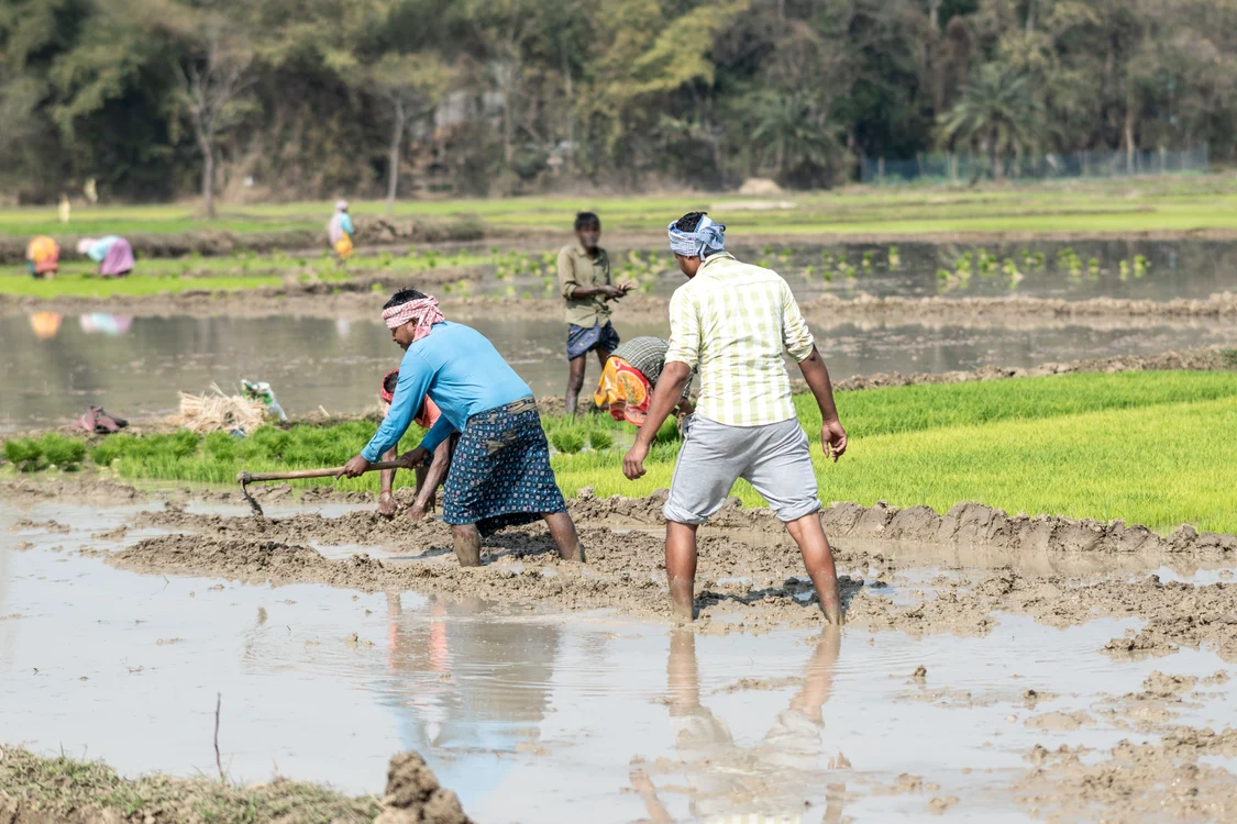 Fermieri din India pe un câmp de orez FOTO Shutterstock 