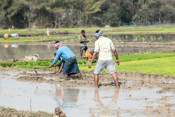 Fermieri din India pe un câmp de orez FOTO Shutterstock 