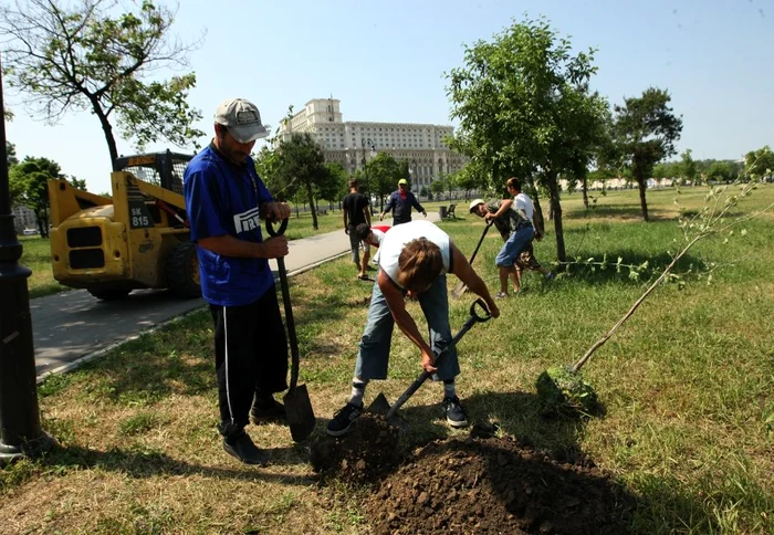 Braşov: 1.600 de puieţi pentru străzile Braşovului