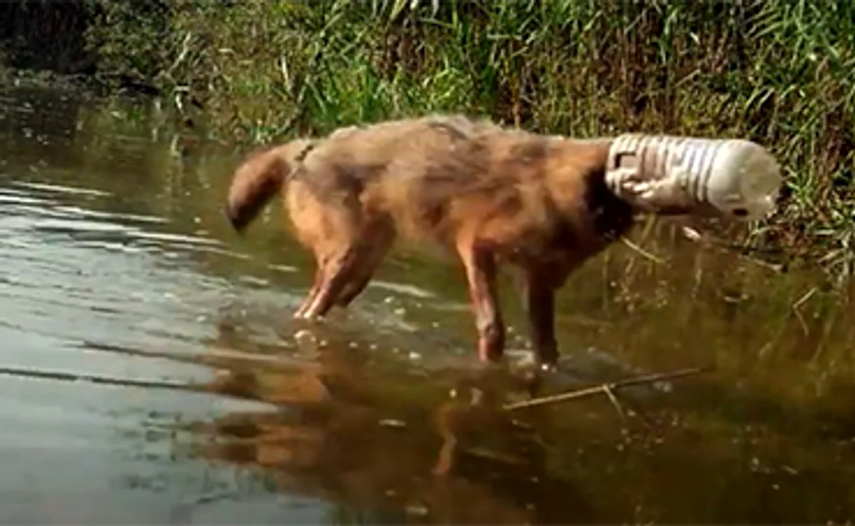 
    Animalul a fost filmat în Lunca Siretului  