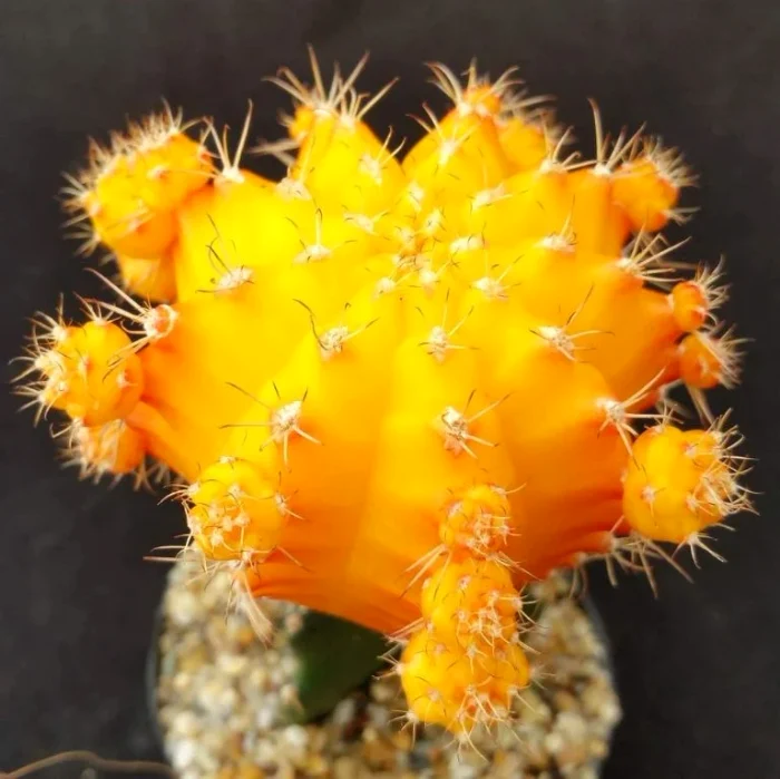 Cactusul galben este considerat audcător de noroc / foto: Pinterest