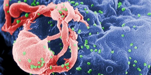 hiv virus FOTO wikimedia.org