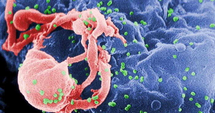 Cercetătorii au remarcat că HIV se răspândeşte în organism folosind două metode - prin fluxul sangvin şi direct între celule FOTO wikimedia.org