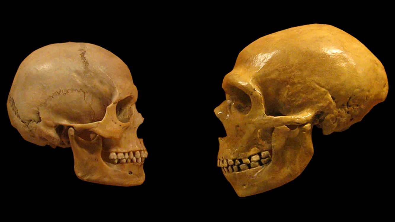 neandertal 5 jpg jpeg