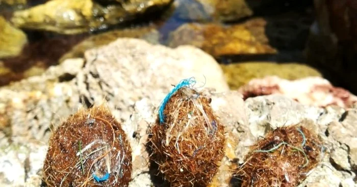 seagrass neptune balls foto MARTA VENY / UNIVERSITY OF BARCELONA / AFP