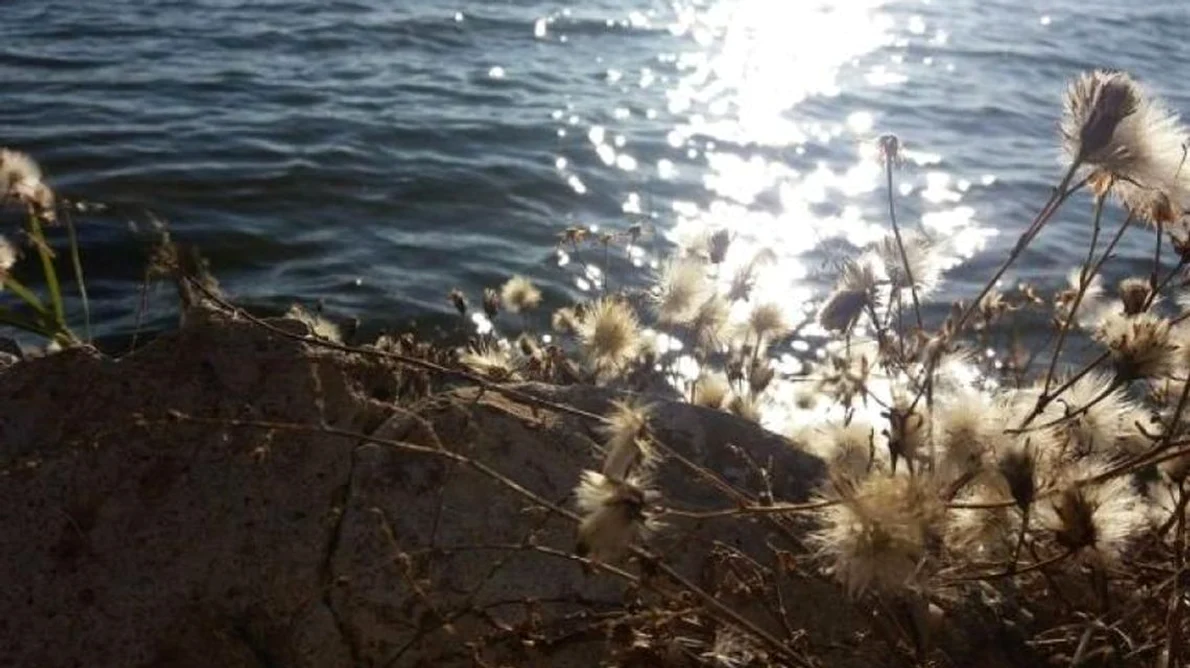 Lacul Amara, zămislit dintr un vechi curs al Ialomiţei jpeg