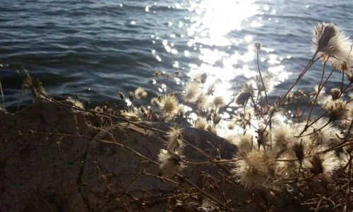 Lacul Amara, zămislit dintr un vechi curs al Ialomiţei jpeg