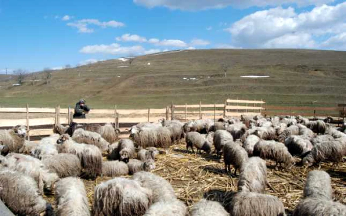 Animalele sunt în continuare lipsite de hrană