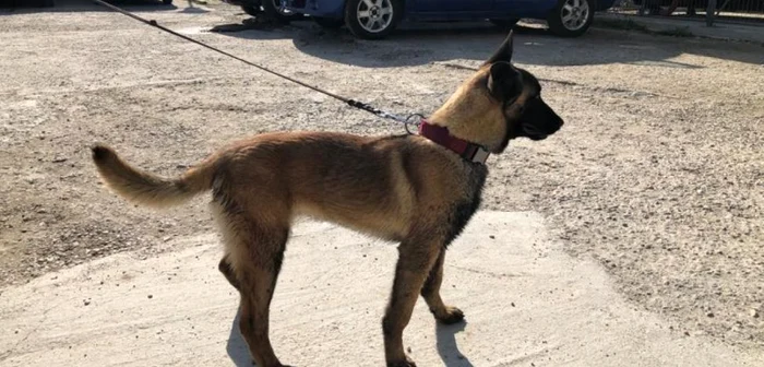Jandarmeria Argeş şi-a întărit dispozitivul cu două exemplare de rottweiler şi un exemplar de ciobănesc belgian