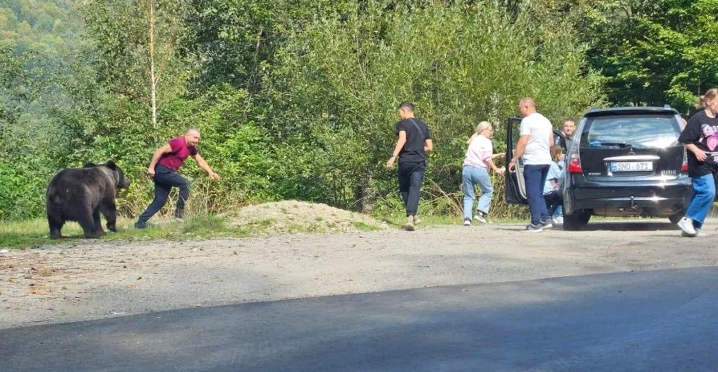 Turiști la un pas să fie sfâșiați de un urs pe Transfăgărășan Captură video TikTok