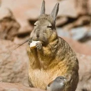 viscacha jpg