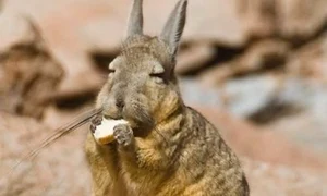 viscacha jpg