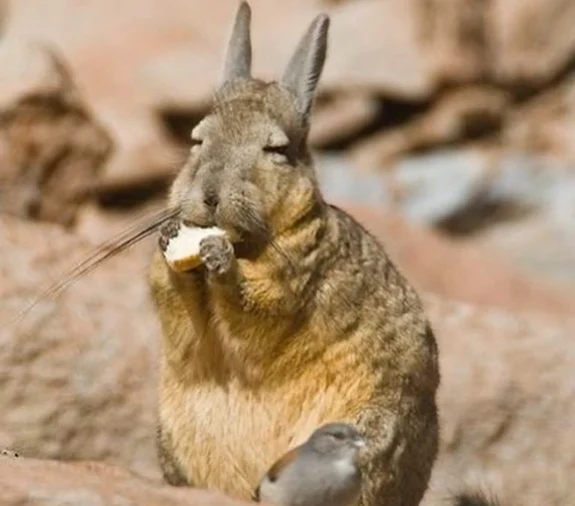Viscacha lui Wolffsohn
