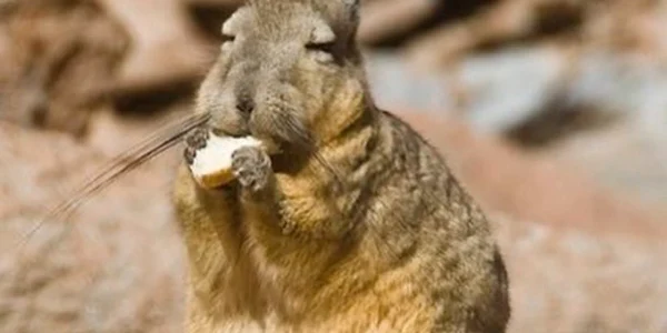 viscacha jpg