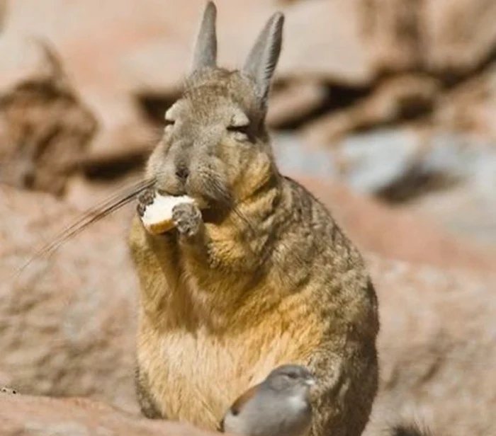 Viscacha lui Wolffsohn